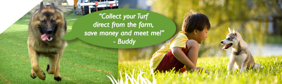 Order instant turf